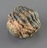 Phacopid trilobite (Devonian)