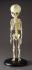 BoneClones® Fetal Human Skeleton