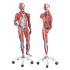 3B Scientific® 3/4 Size Muscular Figure