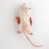 Plastinated Biological Specimens - Double Injected Rat