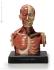 Anatomy Tools® Anatomical Upper Body Figure