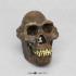 Model australopithecus