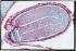 Capsella, Mature Embryos Slide