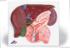 3B Scientific® Liver With Gall Bladder, Pancreas And Duodenum