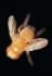 Live <i>Drosophila melanogaster</i> - Chromosome I Mutants