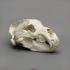 Kodiak Grizzly Bear Skull
