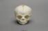 Human Fetal Skull 30 Weeks