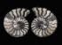 Ammonite (Cretaceous)