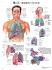 3B Scientific® Respiratory Chart