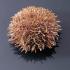 Common West Coast Sea Urchin