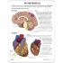 GPI Anatomicals® Hypertension Model Set