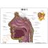 GPI Anatomicals® Basic Sinus Model