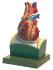 Somso® Heart on Diaphragm Model
