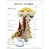 GPI Anatomicals® Muscled Cervical Spine Model