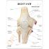 GPI Anatomicals® Basic Knee