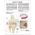 GPI Anatomicals® Meniscus Knee Model