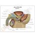 GPI Anatomicals® Male Pelvis With BPH Model